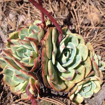 Image of Echeveria minima Meyrán