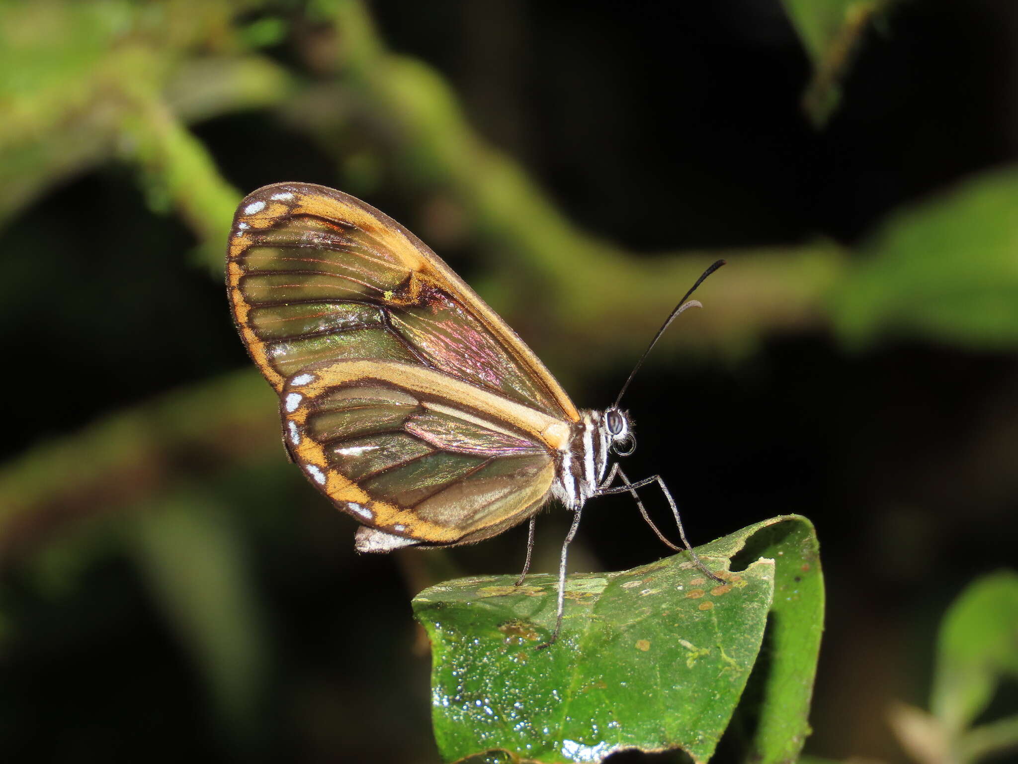 Image of <i>Pteronymia veia linzera</i>