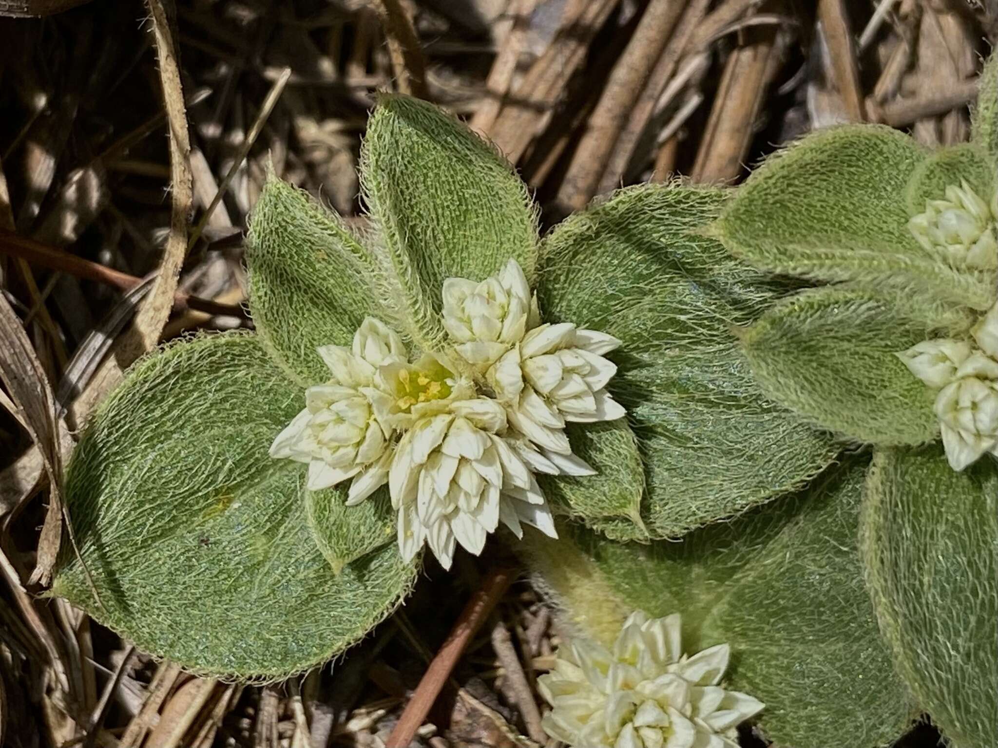 Image of Alternanthera pumila Stützer