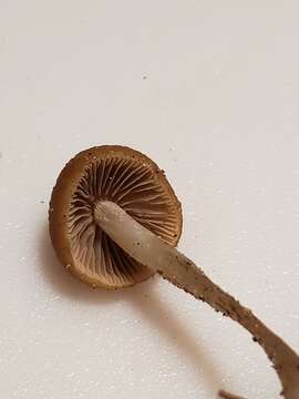 صورة Psathyrella seminuda A. H. Sm. 1972