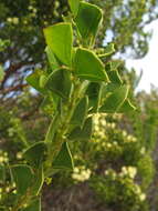 Acacia littorea Maslin的圖片