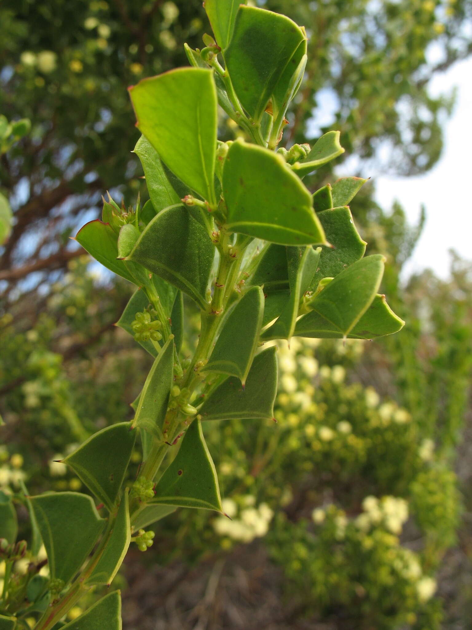 Acacia littorea Maslin的圖片