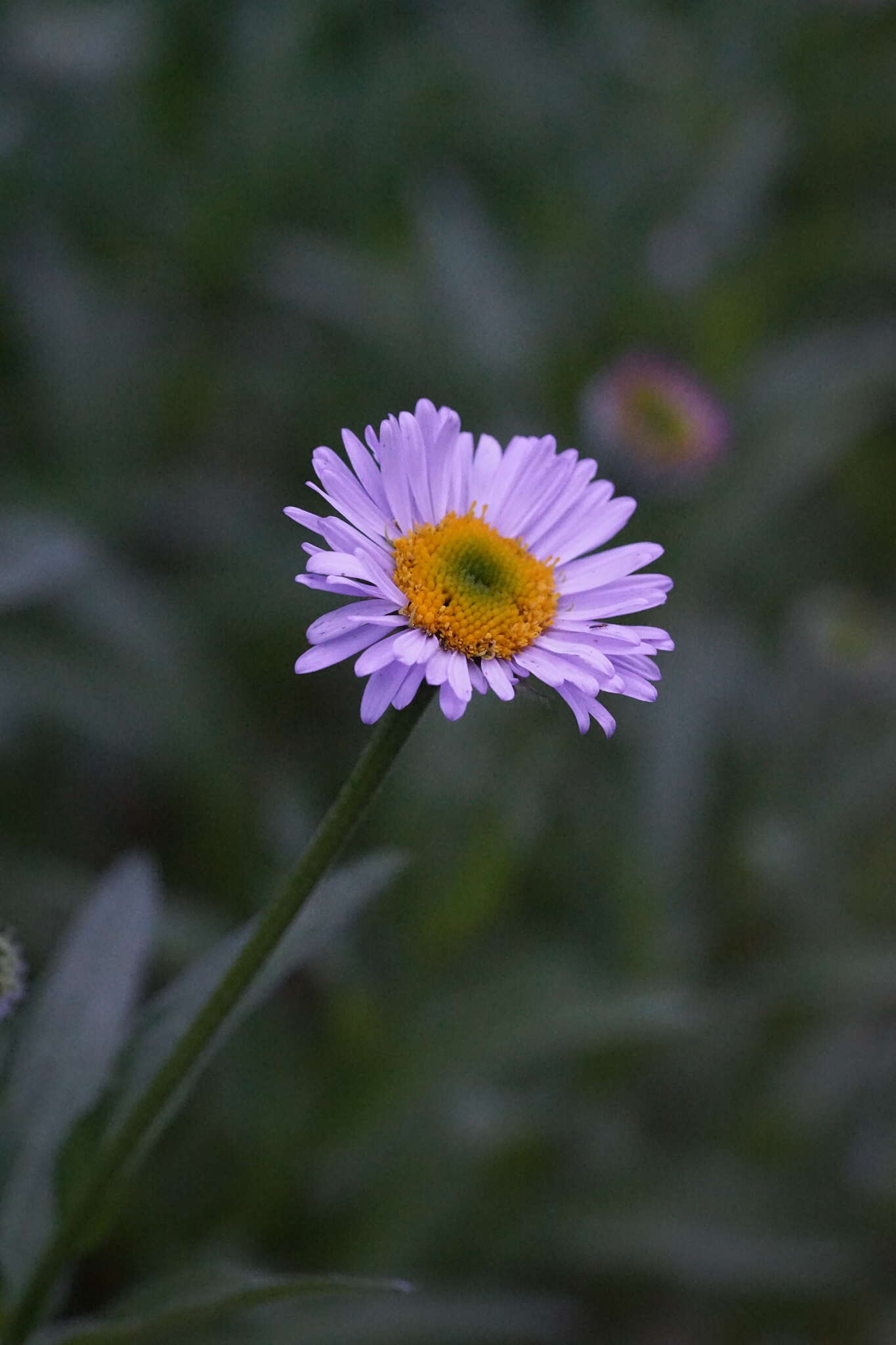 Image de Erigeron aliceae Howell