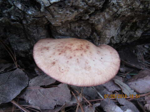 Plancia ëd Lentinula boryana (Berk. & Mont.) Pegler 1976