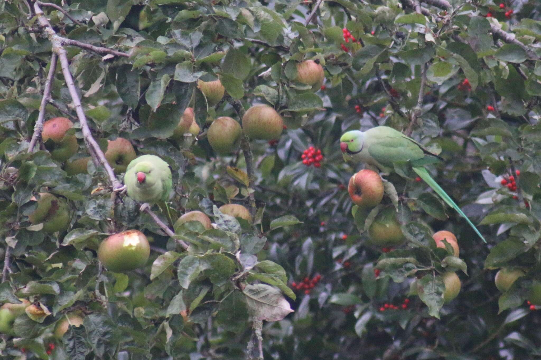 Image of Ring-necked Parakeet