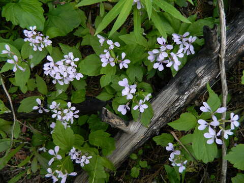 Imagem de Cardamine constancei Detling