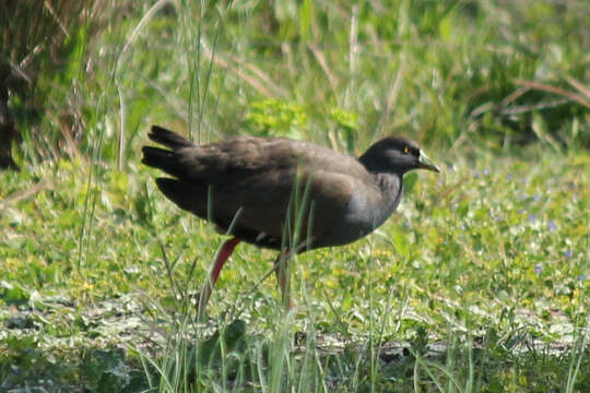 Image of Black-tailed Native-hen