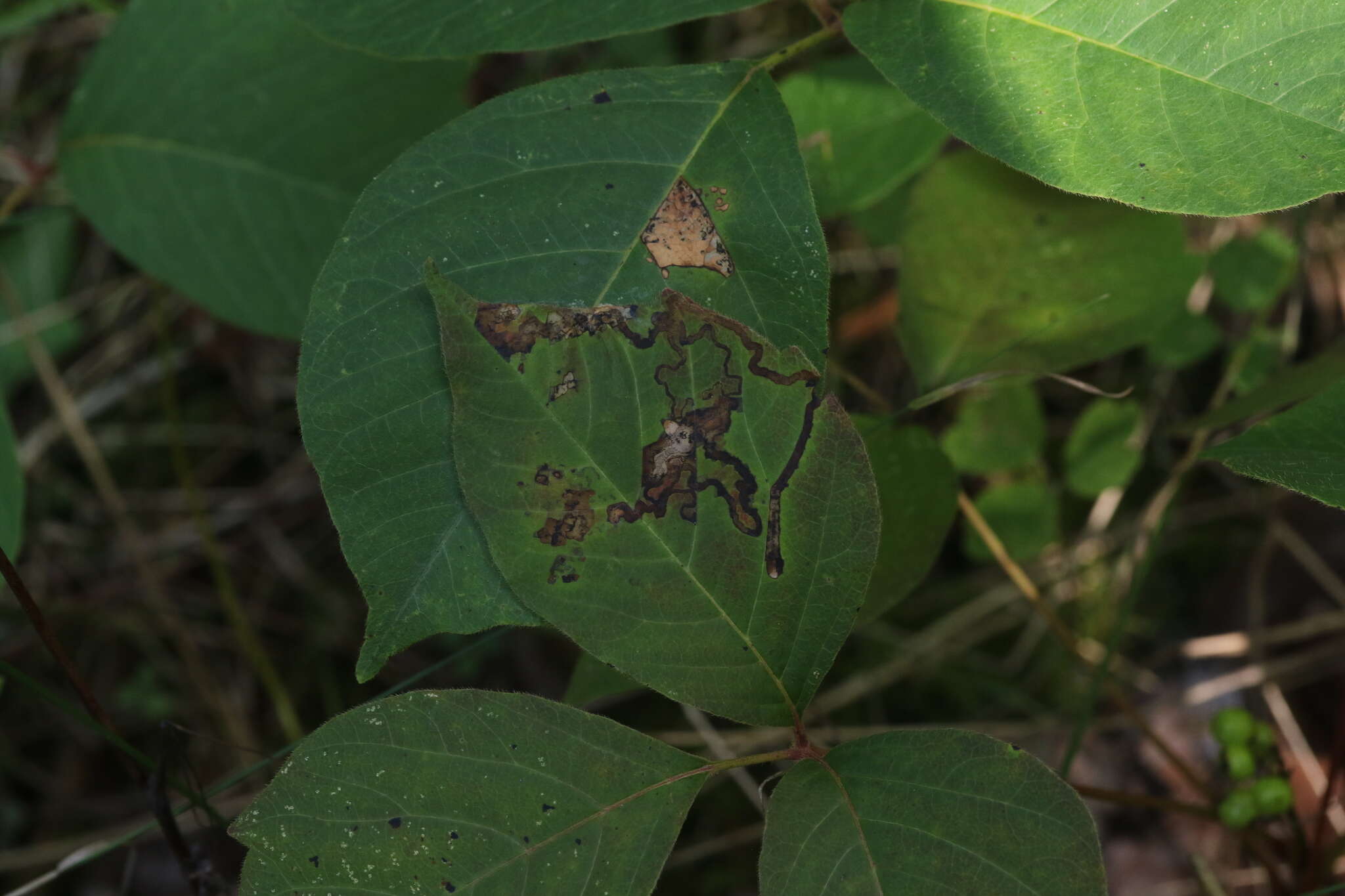 Image of Stigmella rhoifoliella (Braun 1912) Newton et al. 1982