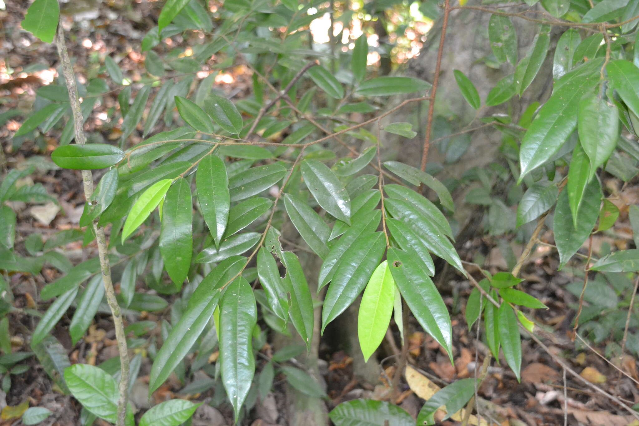 Image of Xylopia macrantha Triana & Planch.