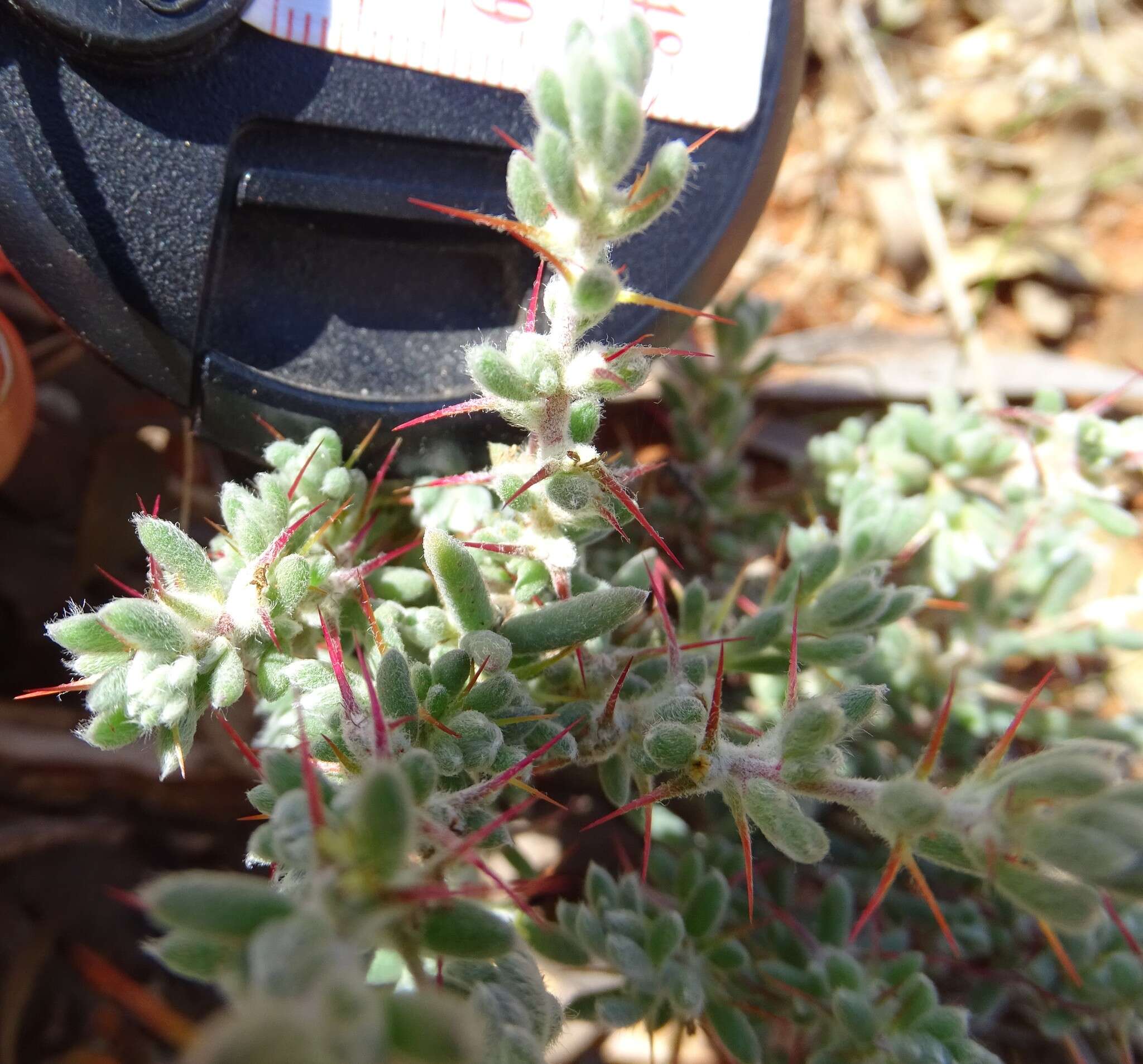 Image de Sclerolaena obliquicuspis (R. H. Anders.) Ulbr.