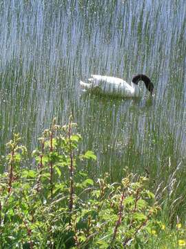 Image of Black-necked Swan