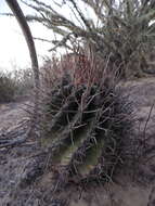 Ferocactus santa-maria Britton & Rose resmi