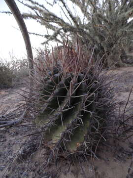 Ferocactus santa-maria Britton & Rose resmi