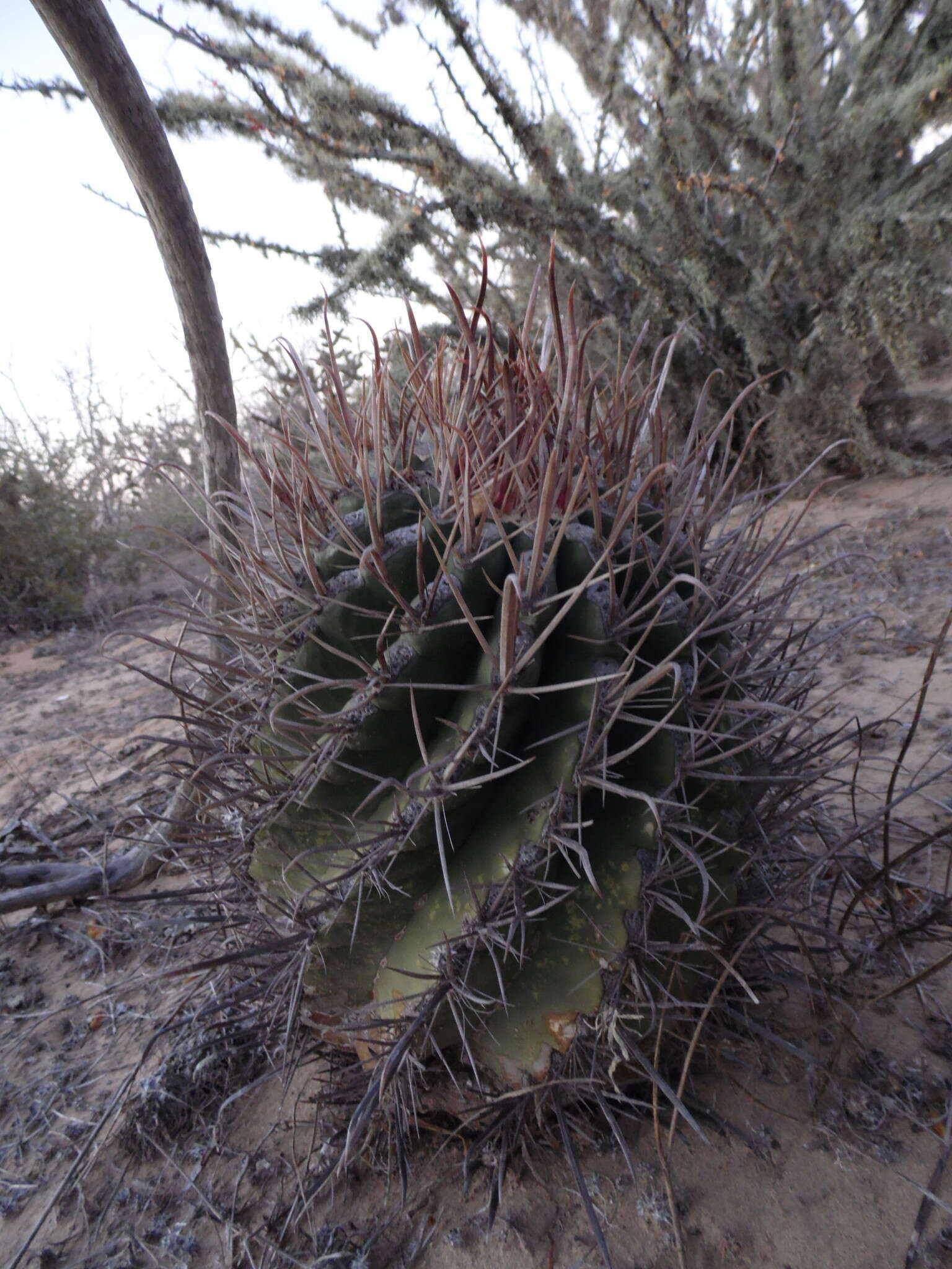 Ferocactus santa-maria Britton & Rose resmi