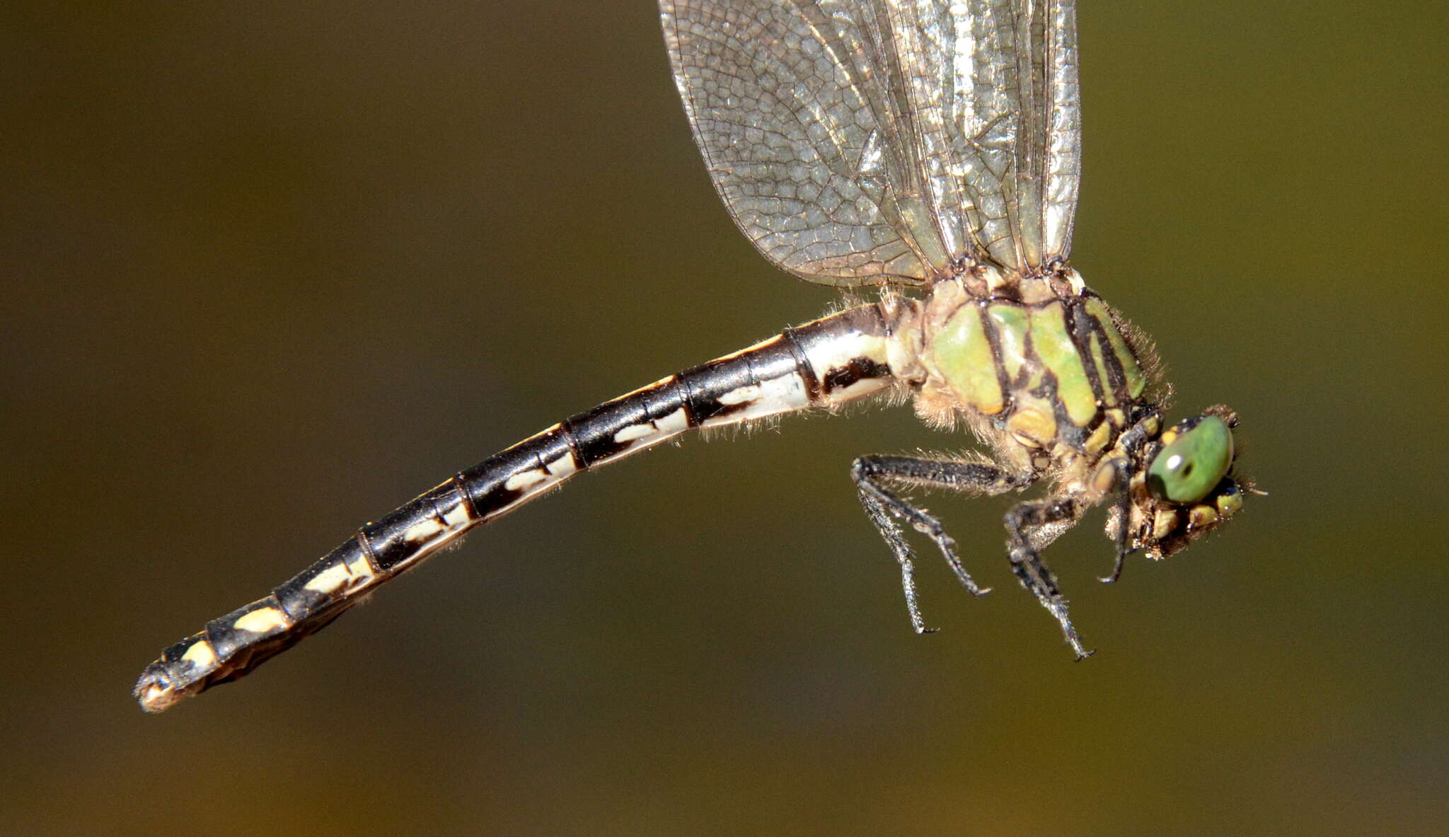 صورة Ophiogomphus anomalus Harvey 1898