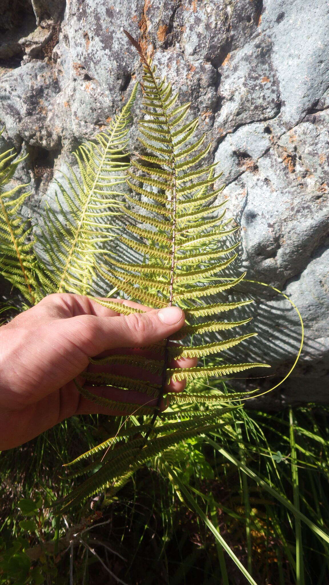 Image of Amauropelta argentina (Hieron.) Salino & T. E. Almeida