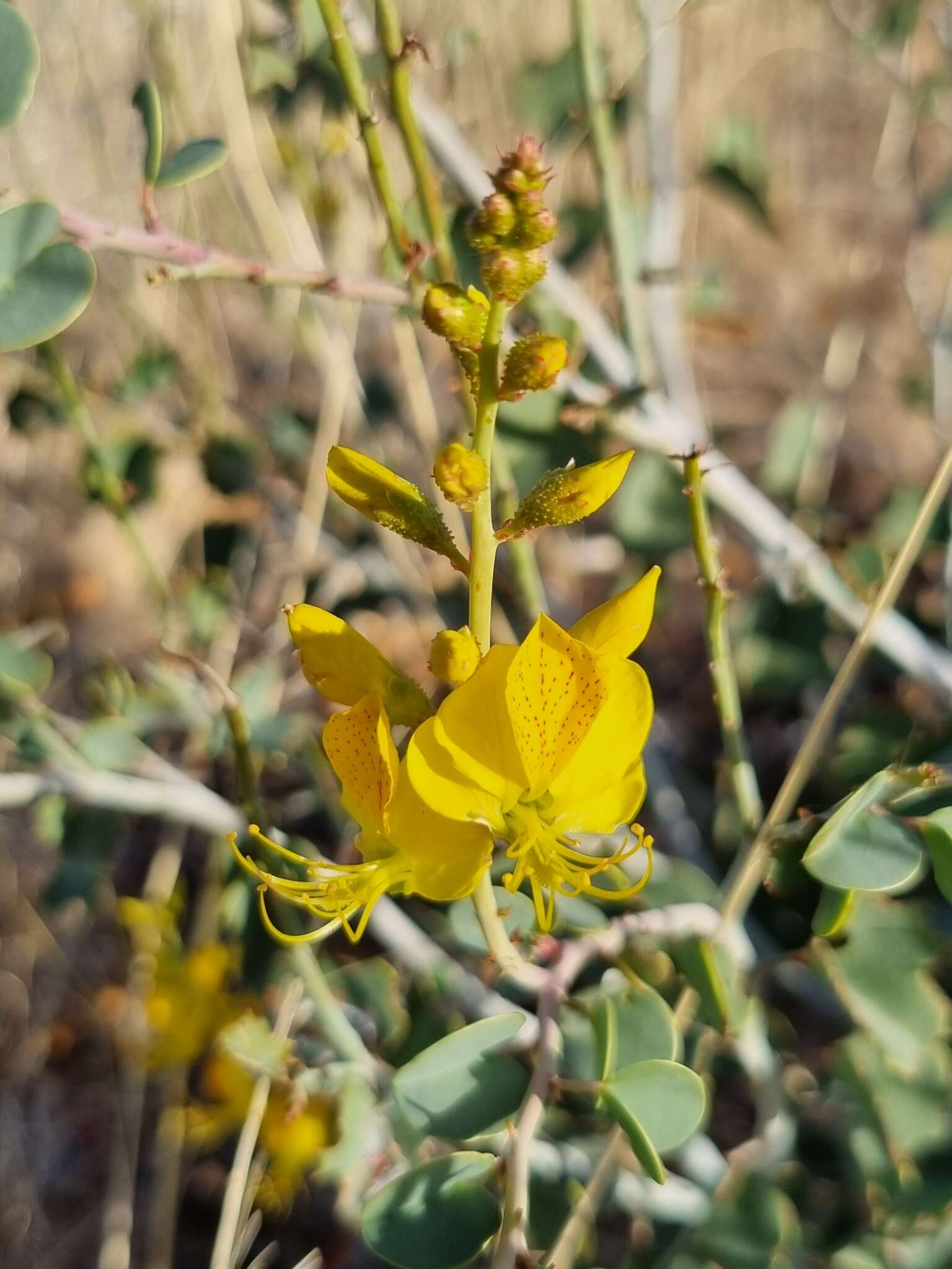 Image of Adenolobus pechuelii (Kuntze) Torre & Hillc.