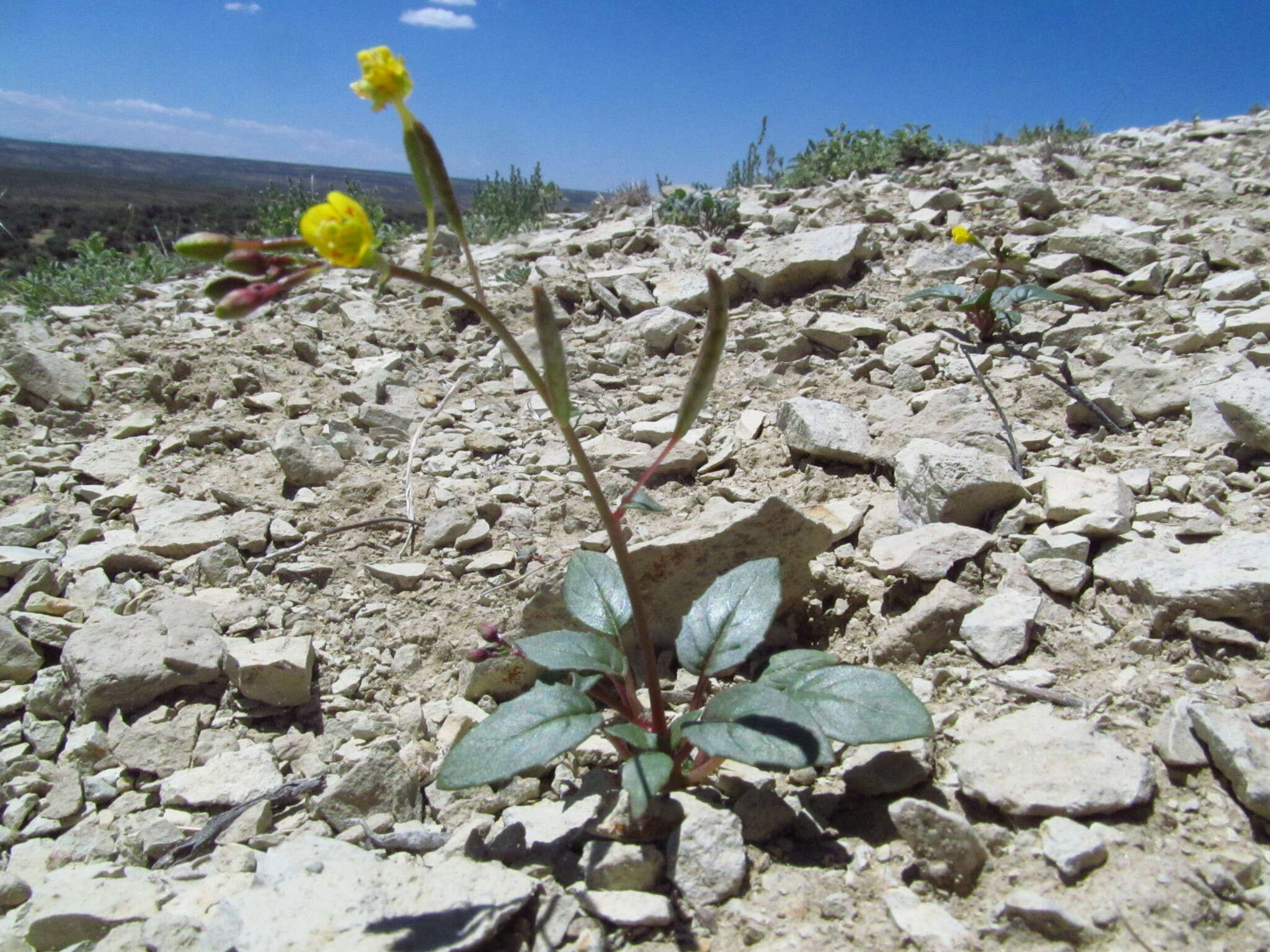 Image of Paiute suncup