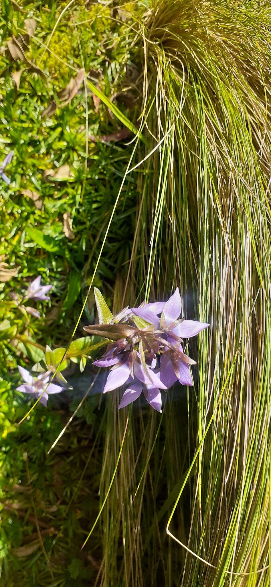 Image of Gentianella rapunculoides (Willd. ex Schultes) J. S. Pringle