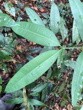 Image of Garcinia macrophylla Mart.