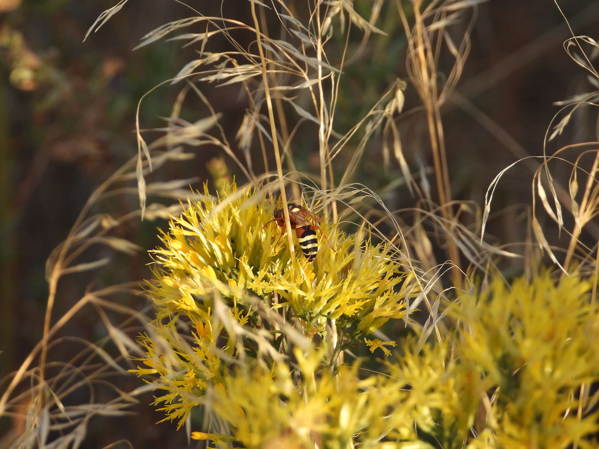 Sivun Pterocheilus quinquefasciatus Say 1824 kuva