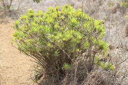 Image of Erigeron lancifolius Hook. fil.