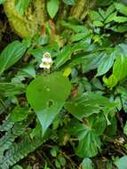 Image of Hemiboea subcapitata C. B. Clarke