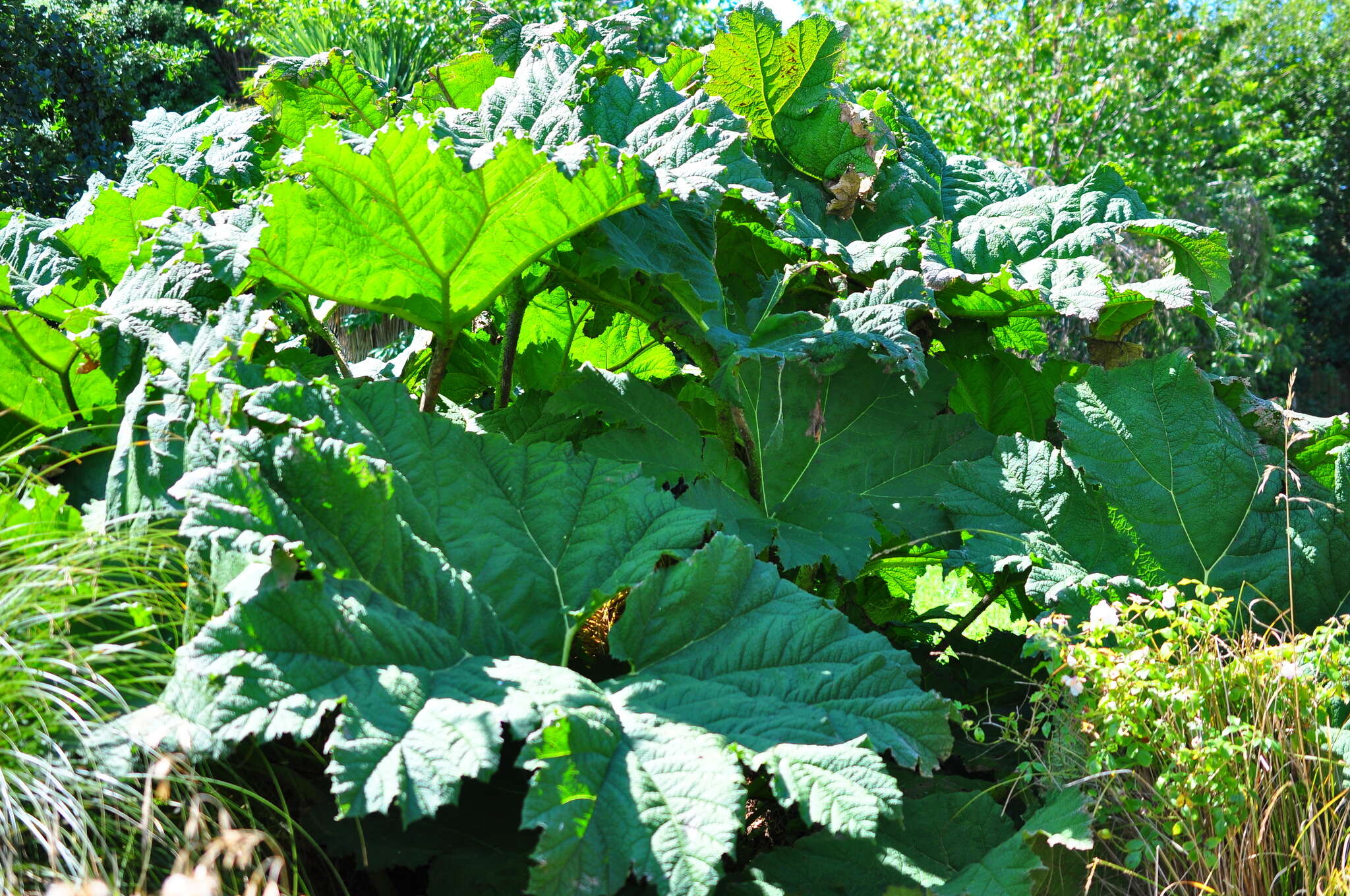 Image of Chilean gunnera