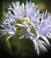 Image of bluehead gilia