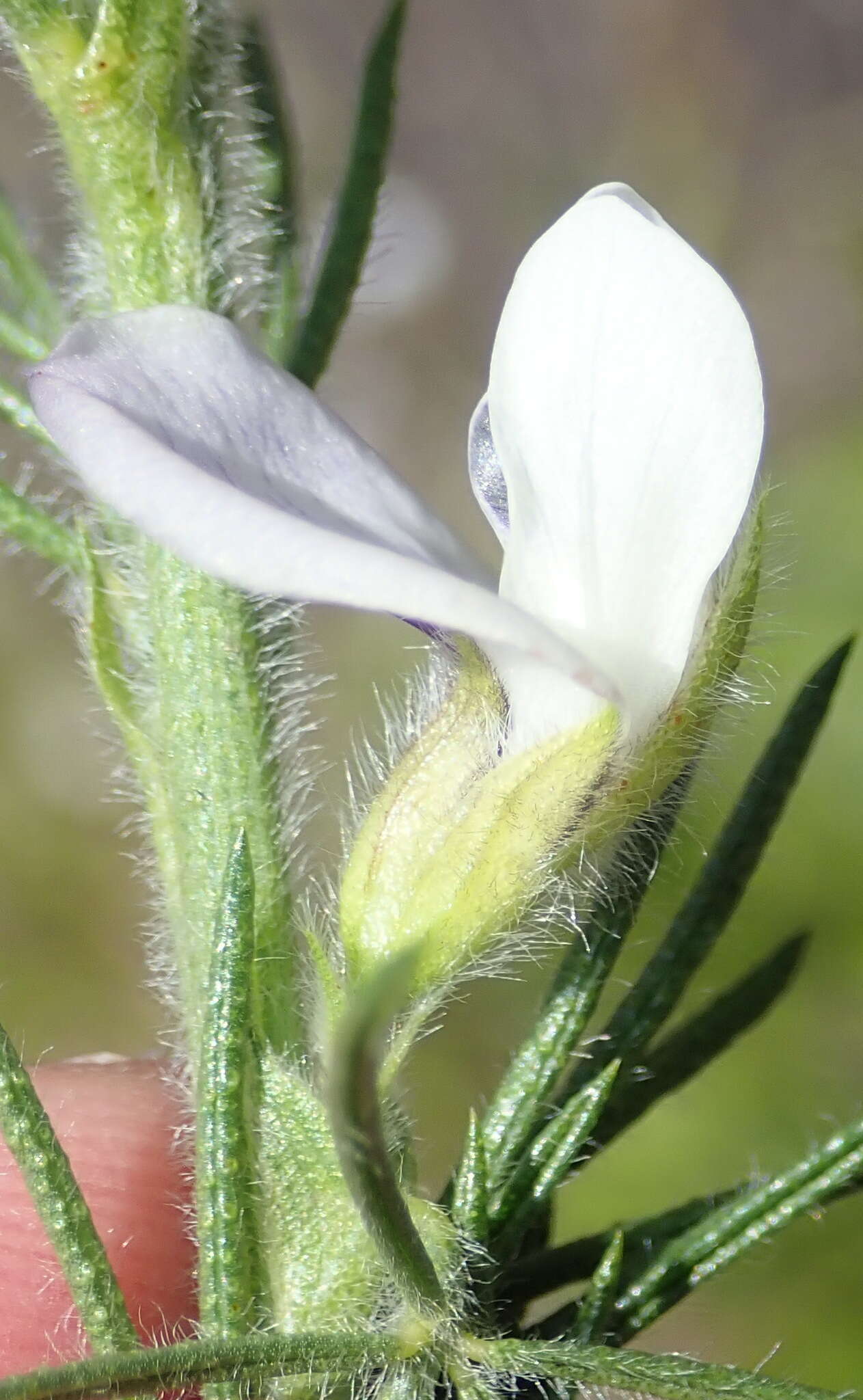 Image of Psoralea floccosa