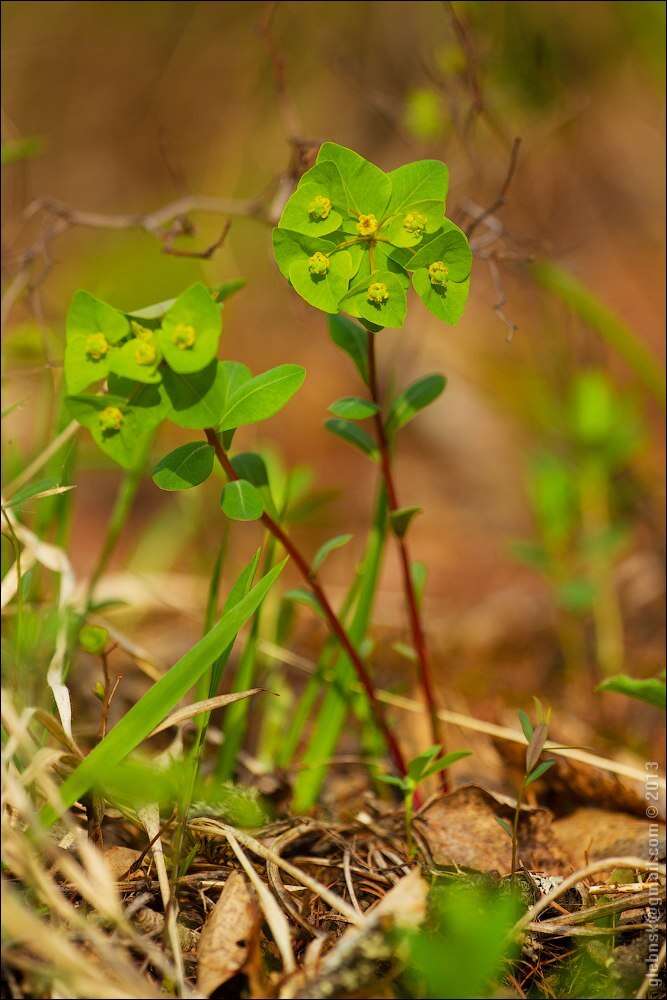 Слика од Euphorbia altaica Ledeb.