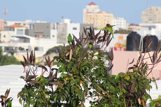 Image of Hispaniolan Conure