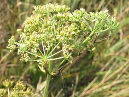 Image of Ostericum palustre (Besser) Besser