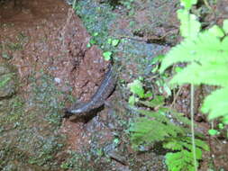 Image of Tuxtla Tropical Night Lizard