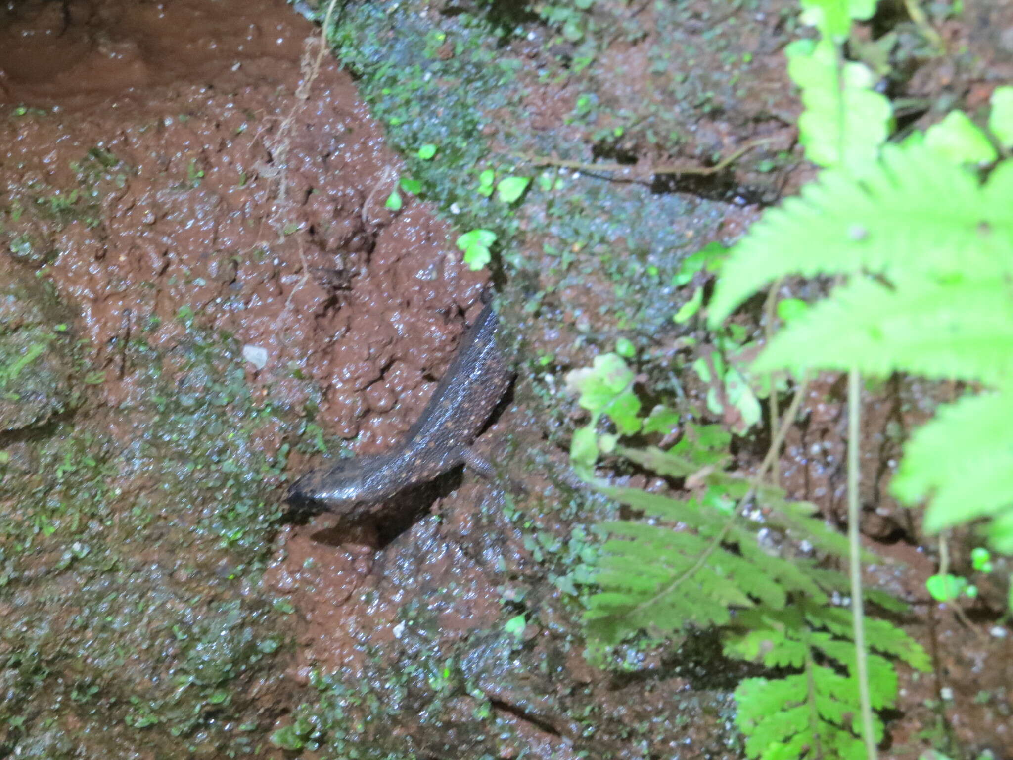 Image of Tuxtla Tropical Night Lizard