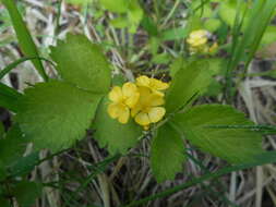 Image of Aremonia agrimonoides (L.) DC.