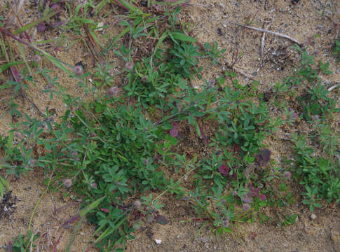 Plancia ëd Trifolium arvense var. arvense