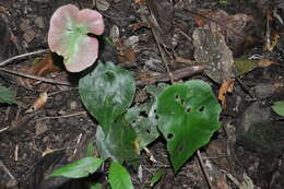 Image of Adiantum cordatum Maxon