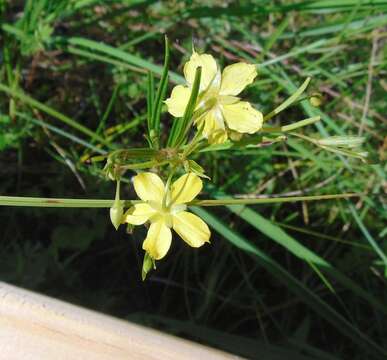 Image of fourflower yellow loosestrife