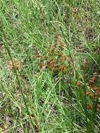 Image of grassleaf rush