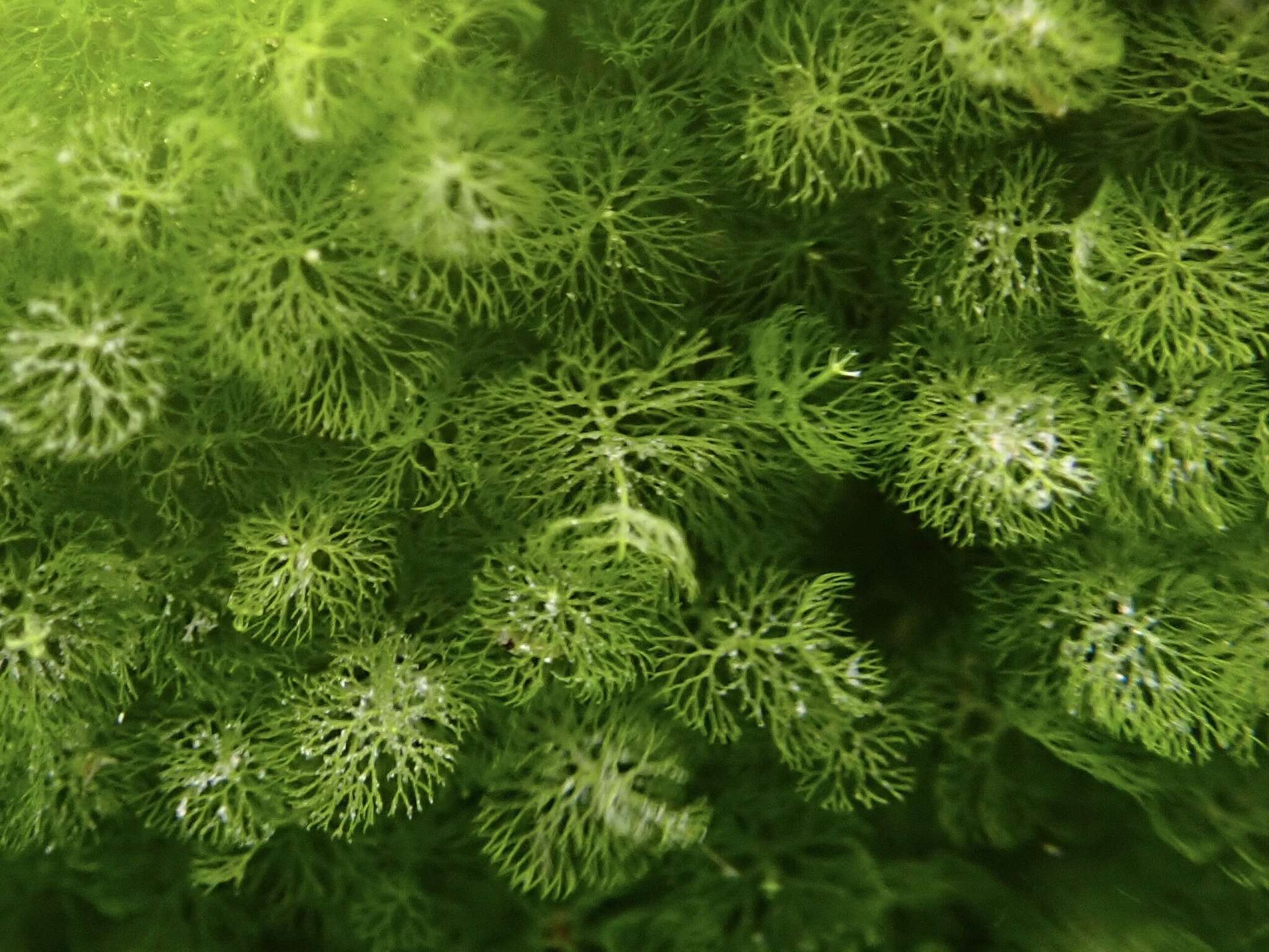 Caulerpa verticillata的圖片