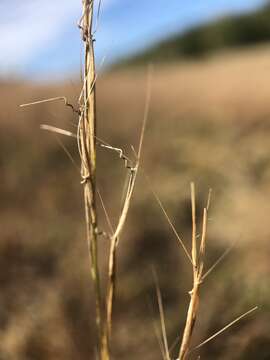 Image de Aristida basiramea Vasey