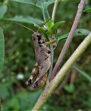 Слика од Melanoplus scudderi (Uhler 1864)