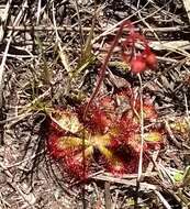 Imagem de Drosera aliciae R. Hamet