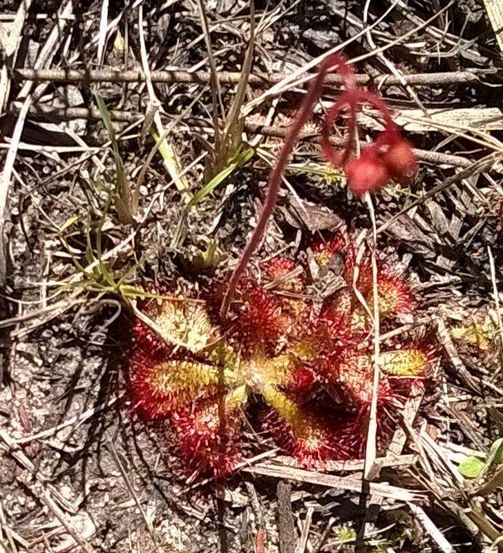 Imagem de Drosera aliciae R. Hamet