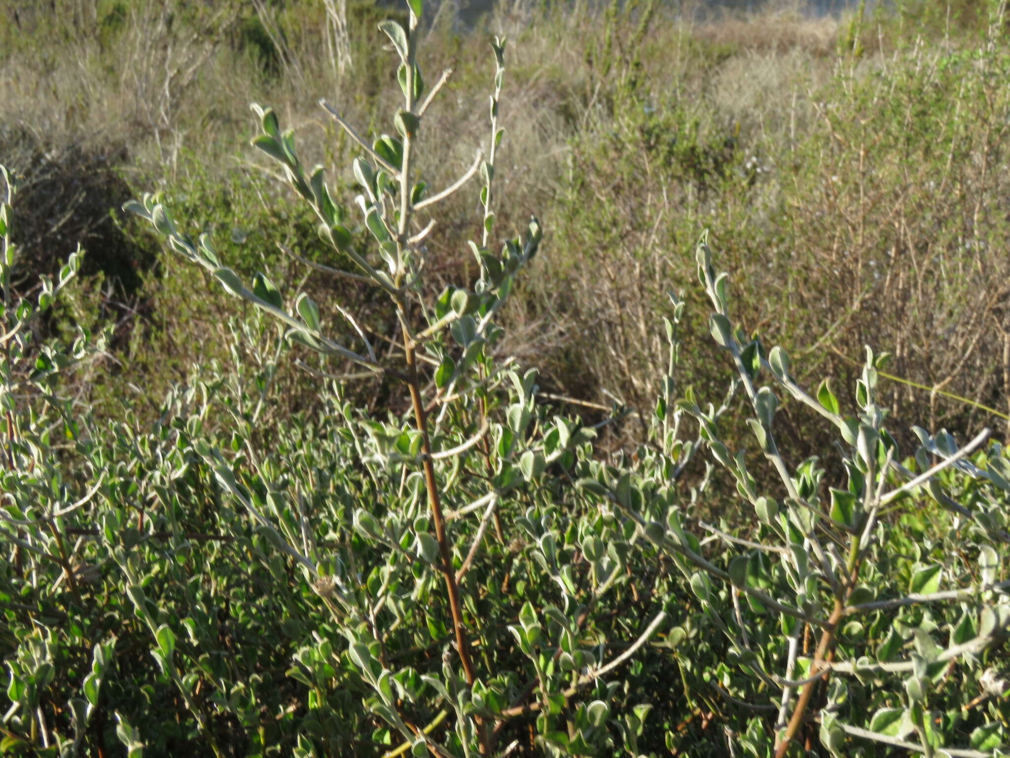 Plancia ëd Podalyria microphylla E. Mey.