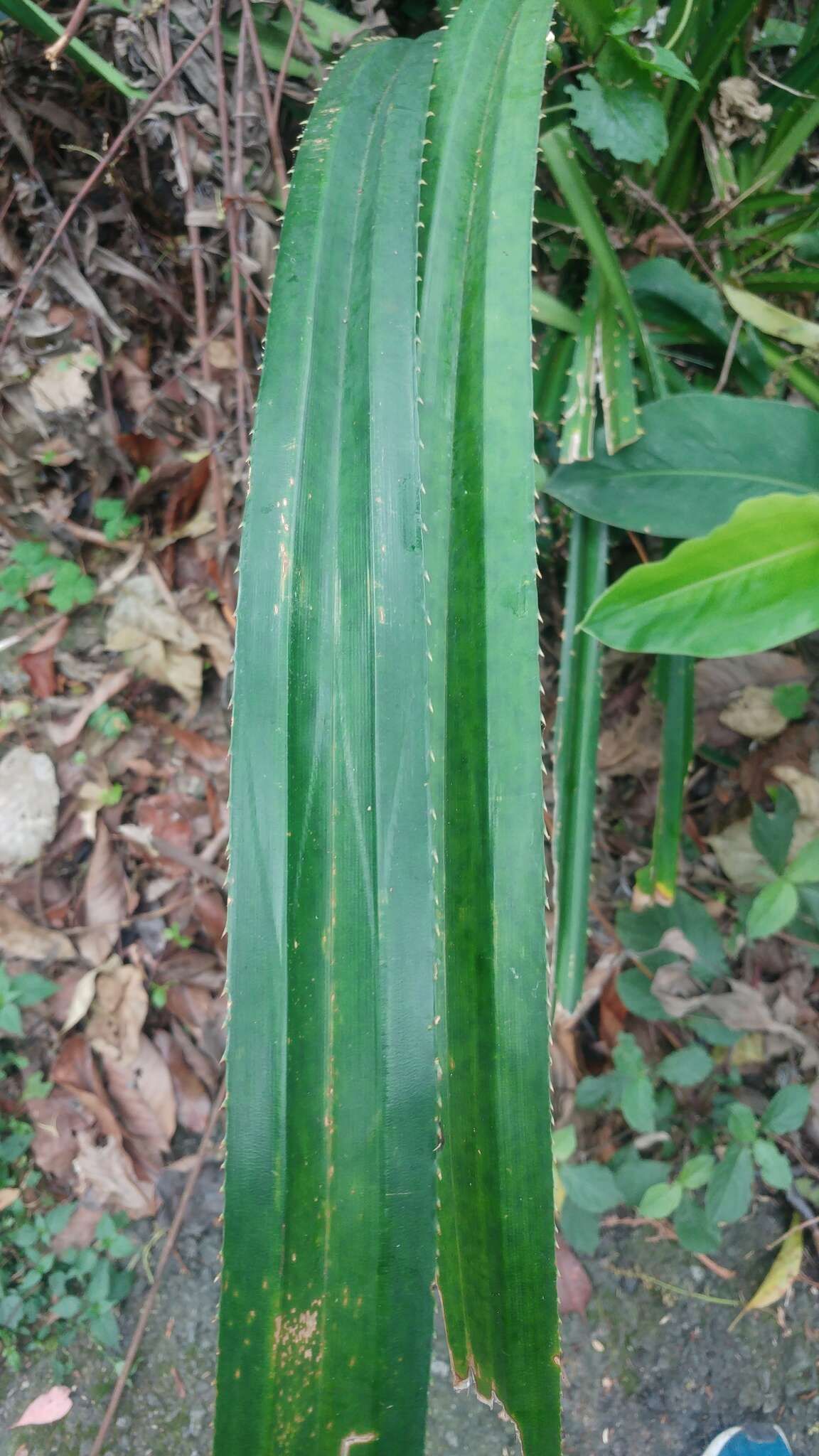 Imagem de Pandanus austrosinensis T. L. Wu