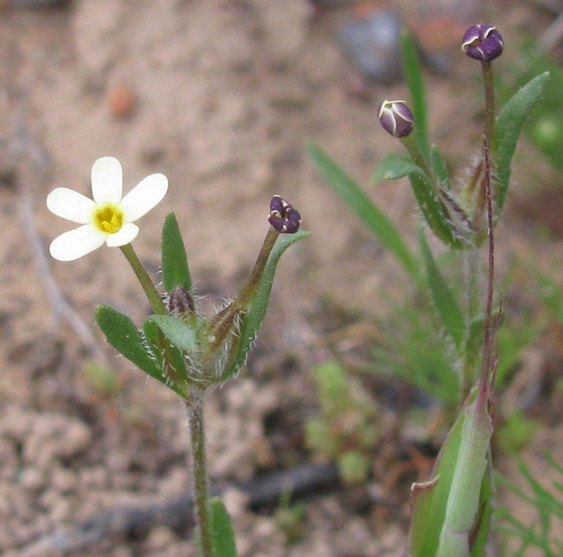 Image of Zaluzianskya pusilla (Benth.) Walp.