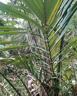 Image of salac palm