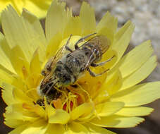 Image of Calliopsis puellae (Cockerell 1933)